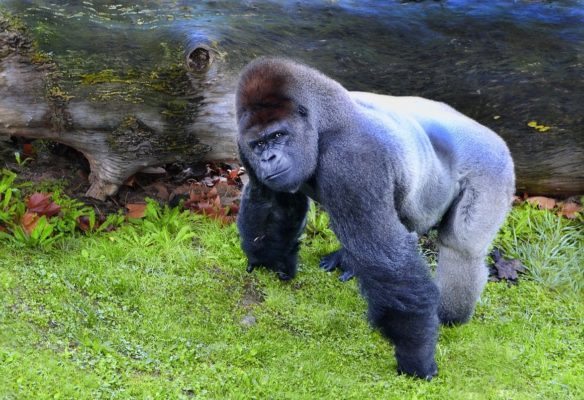 Emile Ouosso parle de l'environnement des gorilles du Congo